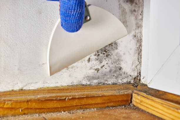 Mold Removal for HVAC Installations in La Marque, TX