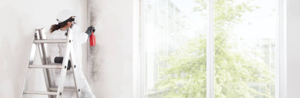 Best Mold Removal for HVAC Installations  in La Marque, TX